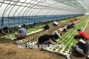 Đi làm việc thời vụ ở Hàn Quốc