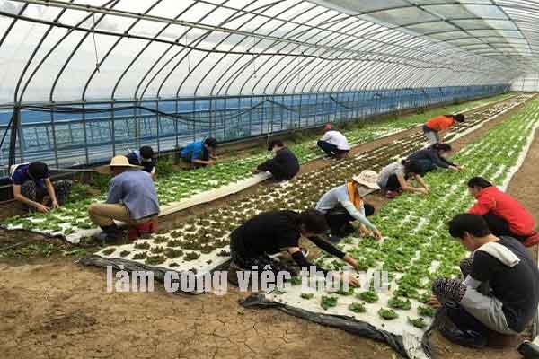 Đi làm việc thời vụ ở Hàn Quốc