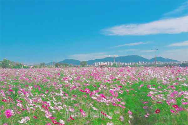 Thời tiết tháng 9 tại Hàn Quốc Thời tiết tháng 9 tại Hàn Quốc