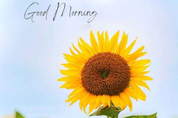 Câu chúc ngày mới tốt lành bằng tiếng Hàn