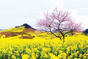 Miêu Tả Mùa Xuân Bằng Tiếng Hàn